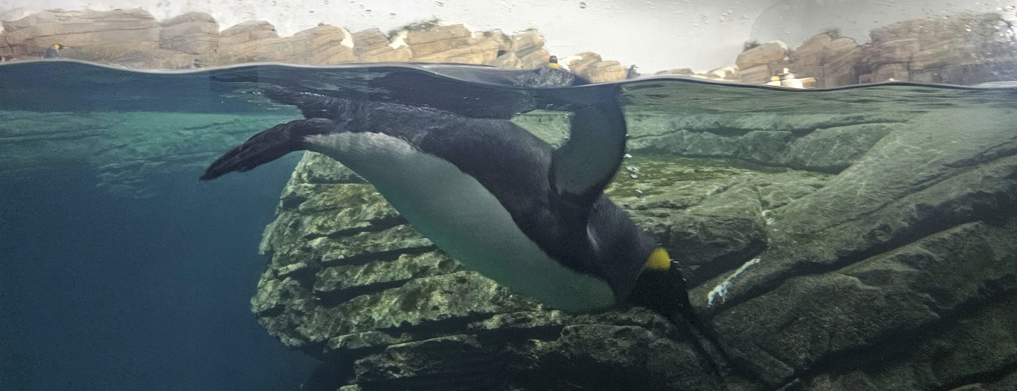 A penguin diving just below the waterline